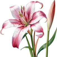 AI generated Watercolor painting of Crinum lily ,Crinum delagoense, flower. png