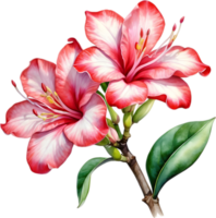 ai generado acuarela pintura de impala lirio, adenium multiflorum png