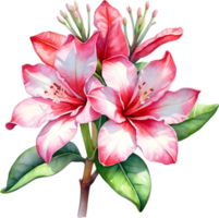 AI generated Watercolor painting of Impala Lily, Adenium multiflorum png