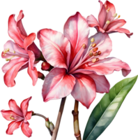 ai generado acuarela pintura de impala lirio, adenium multiflorum png