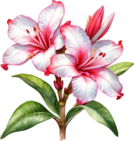 AI generated Watercolor painting of Impala Lily, Adenium multiflorum png