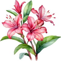 AI generated Watercolor painting of Impala Lily, Adenium multiflorum png