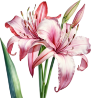 AI generated Watercolor painting of Crinum lily ,Crinum delagoense, flower. png