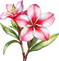 ai genererad vattenfärg målning av impala lilja, adenium multiflorum png