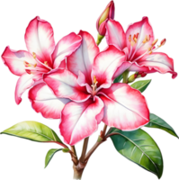 ai generado acuarela pintura de impala lirio, adenium multiflorum png