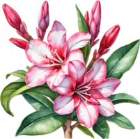 ai gerado aguarela pintura do impala lírio, adenium multiflorum png