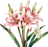 AI generated Watercolor painting of Crinum lily ,Crinum delagoense, flower. png