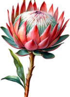 ai gerado aguarela pintura do rei protea flor. png