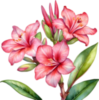 ai generiert Aquarell Gemälde von Impala Lilie, Adenium Multiflorum png