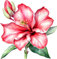 AI generated Watercolor painting of Impala Lily, Adenium multiflorum png