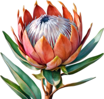 ai gerado aguarela pintura do rei protea flor. png