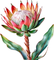 ai gegenereerd waterverf schilderij van koning protea bloem. png