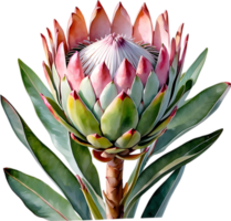 ai gegenereerd waterverf schilderij van koning protea bloem. png