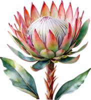 ai genererad vattenfärg målning av kung protea blomma. png