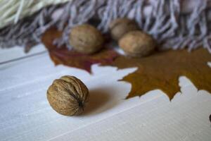 The wanuts on the white wooden background, near warm scarf. Close up. photo