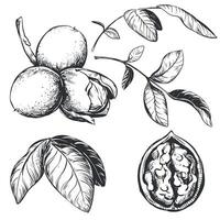 Walnuts are hand drawn. Vector illustration in engraving technique. Ingredient for nut paste, butter, Nocino liqueur. For packaging design. Linear ink drawing.