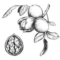 Walnuts are hand drawn. Vector illustration in engraving technique. A branch with fruits in a peel, leaves. Linear ink drawing. Ingredient for the Italian liqueur Nocino.