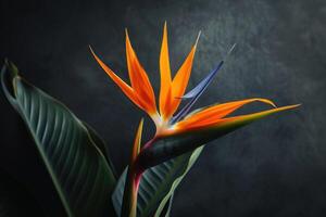 ai generado heliconia flor estreliticia reginae además conocido como pájaro de paraíso flor. foto