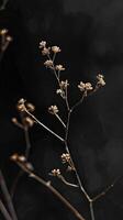 ai generado oscuro mínimo naturaleza escena en boho estilo foto