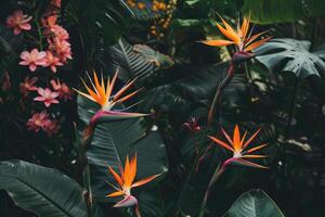 AI generated Heliconia flower strelitizia reginae also known as bird of paradise flower. photo