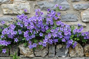 ai generado floración pared campanilla campánula portenschlagiana. foto