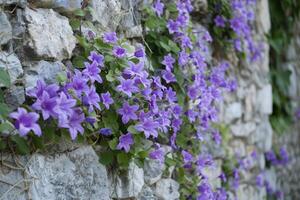 ai generado floración pared campanilla campánula portenschlagiana. foto