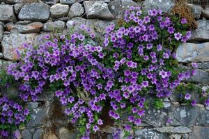 ai generado floración pared campanilla campánula portenschlagiana. foto