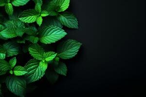 AI generated Fresh Mint Leaves on a Luxurious Black Canvas, Perfect for Culinary Concepts, Herbal Delights, and Stylish Refreshing Visuals with Copy Space photo