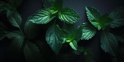 AI generated Mint Leaves Shine on a Bold Black Background, Inviting Culinary Creativity, Herbal Experiences, and Captivating Visual Inspirations with copy space photo