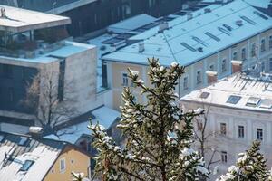 An ordinary European spruce in the snow against the background of Salzburg buildings. photo