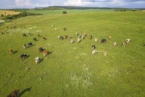 Aerial drone view of free grazing cows on a natural pastureland. Dairy farm. Growing livestock. Cattle breeding. photo