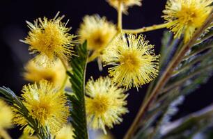 amarillo mimosa flores capturado con macro fotografía. dorado flores de acacia delbata. Pascua de Resurrección tarjeta. festivo primavera tarjeta con dorado mimosa flores horizontal. antecedentes para bandera. foto