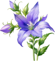 AI generated Watercolor painting of Creeping bellflower flower. png