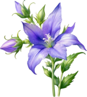 ai generato acquerello pittura di strisciante campanula fiore. png