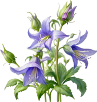 AI generated Watercolor painting of Creeping bellflower flower. png