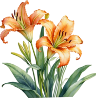 AI generated Watercolor painting of Ditch lily flower. png