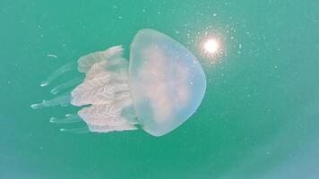 Big jellyfish in the Sea, Rhizostoma pulmo, Rhizostomatidae, floating in the water. Clear azure water surface with sun glare. Abstract nautical nature, slow motion video