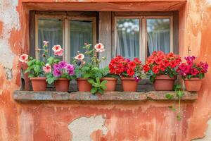 AI generated Pelargonium and geraniums in flower pots on the windowsill of a rural house outside against a terracotta-colored wall. photo