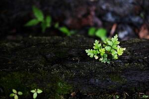 Blooming tiny green lichen,fungus or moss and fern grow on palm tree trunk in tropical rain forest photo