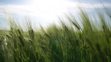 Sunset wheat field. Green wheat sprouts on a field in the rays of sunset, with young shoots at spring. Concept of wheat farming, agriculture and organic eco-bio food production video