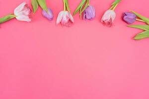 Pink tulips on the pink background. Flat lay, top view. Valentines background. Horizontal,, toned photo