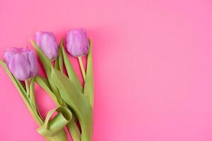 Pink tulips on the pink background. Flat lay, top view. Valentines background. Horizontal,, toned photo