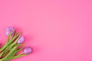 Pink tulips on the pink background. Flat lay, top view. Valentines background. Horizontal,, toned photo