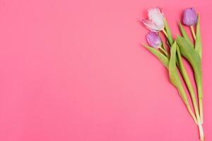 rosado tulipanes en el rosado antecedentes. plano poner, parte superior vista. san valentin antecedentes. horizontal,, tonificado foto