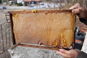 A stick of honey in the honeymaker's hand photo