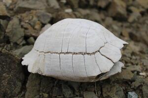 Turtle fossil. Dead and bleached turtle skeleton. photo