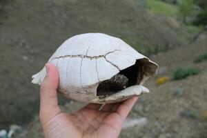 Turtle fossil. Dead and bleached turtle skeleton. photo