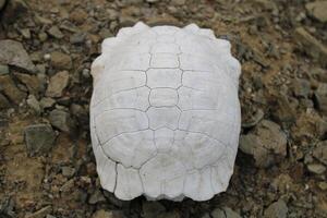 Turtle fossil. Dead and bleached turtle skeleton. photo