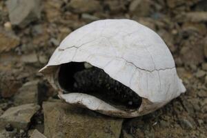 Tortuga fósil. muerto y blanqueado Tortuga esqueleto. foto