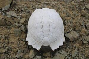 Turtle fossil. Dead and bleached turtle skeleton. photo